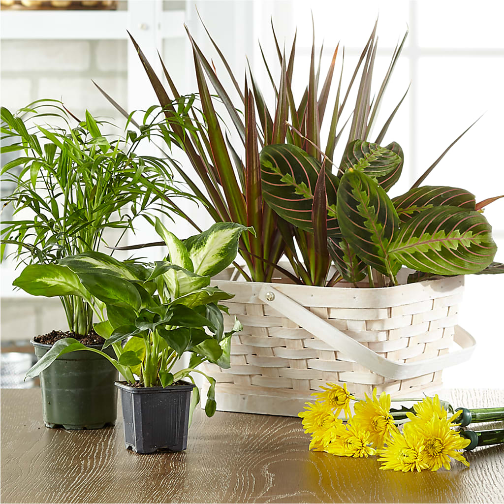 Florist Designed Blooming and Green Plants in a Basket – XINAI'S FLOWERS, Chowchilla CA