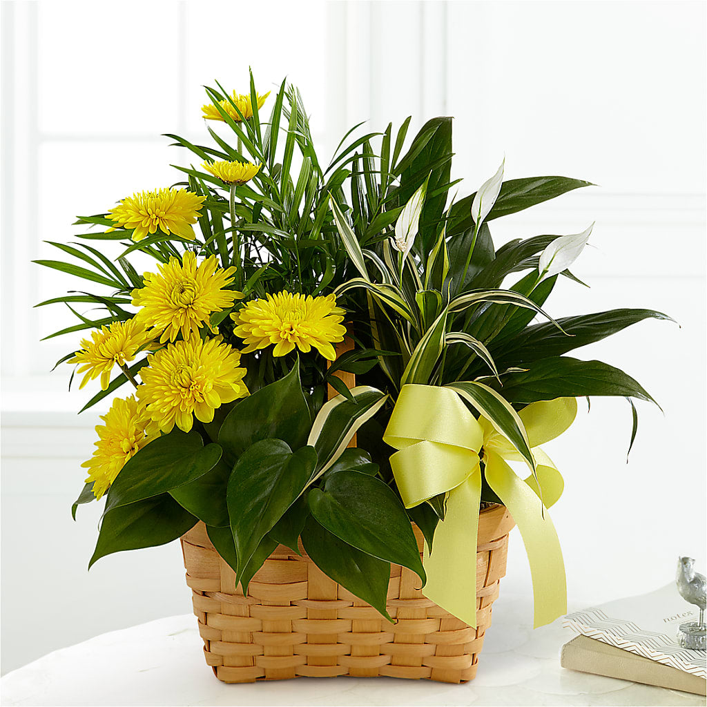 Loving Light Dishgarden – XINAI'S FLOWERS, Chowchilla CA