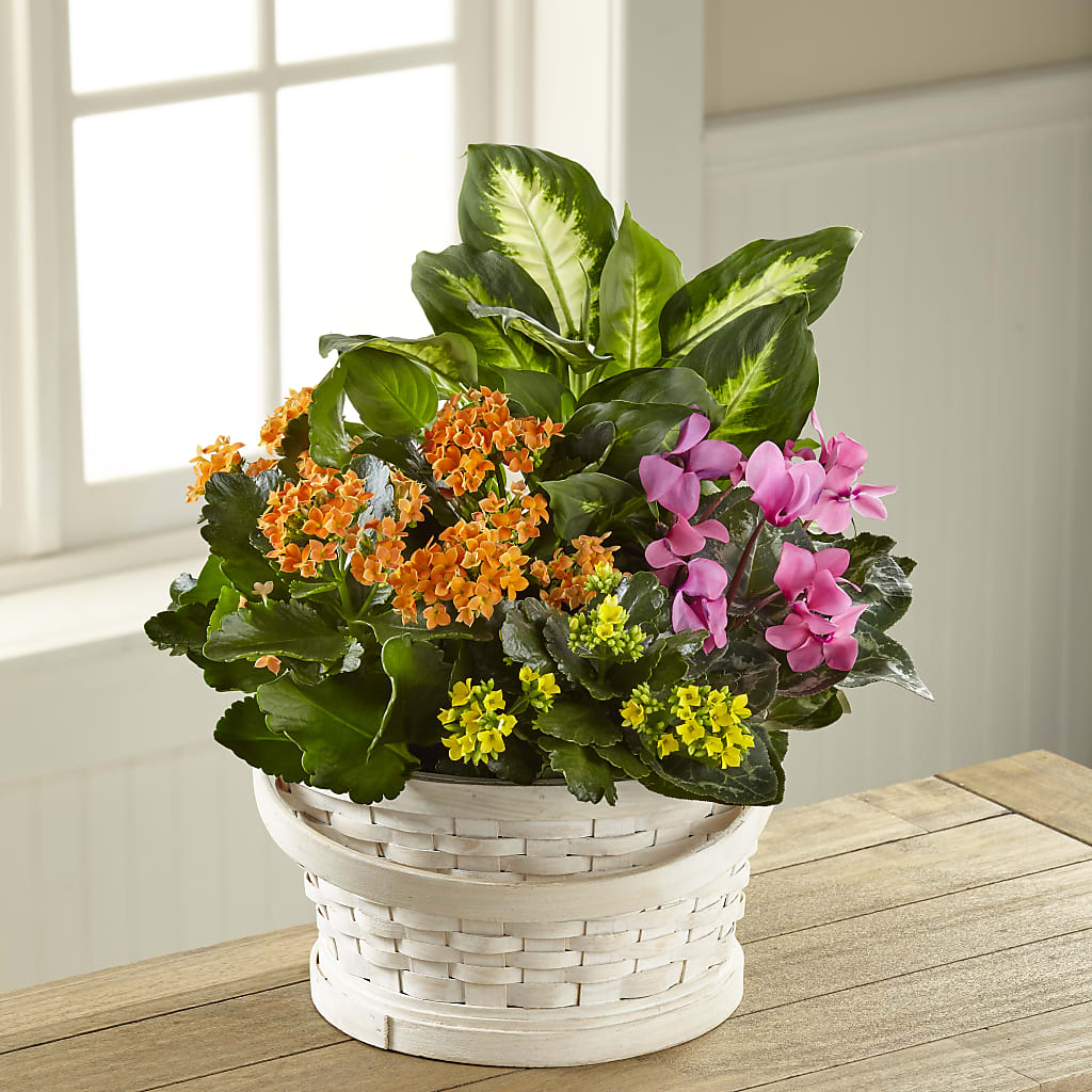 Color Crush Dishgarden – XINAI'S FLOWERS, Chowchilla CA