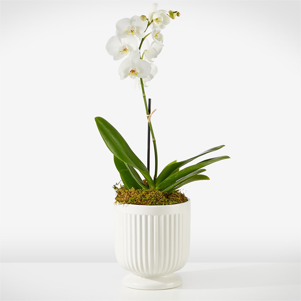 Whispering White Orchid – XINAI'S FLOWERS, Chowchilla CA