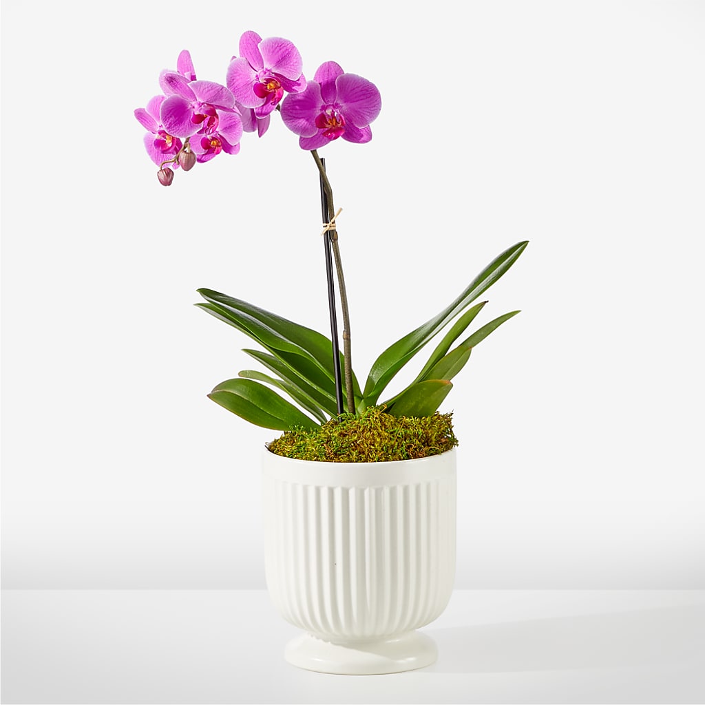 Friendly Fuchsia Orchid – XINAI'S FLOWERS, Chowchilla CA