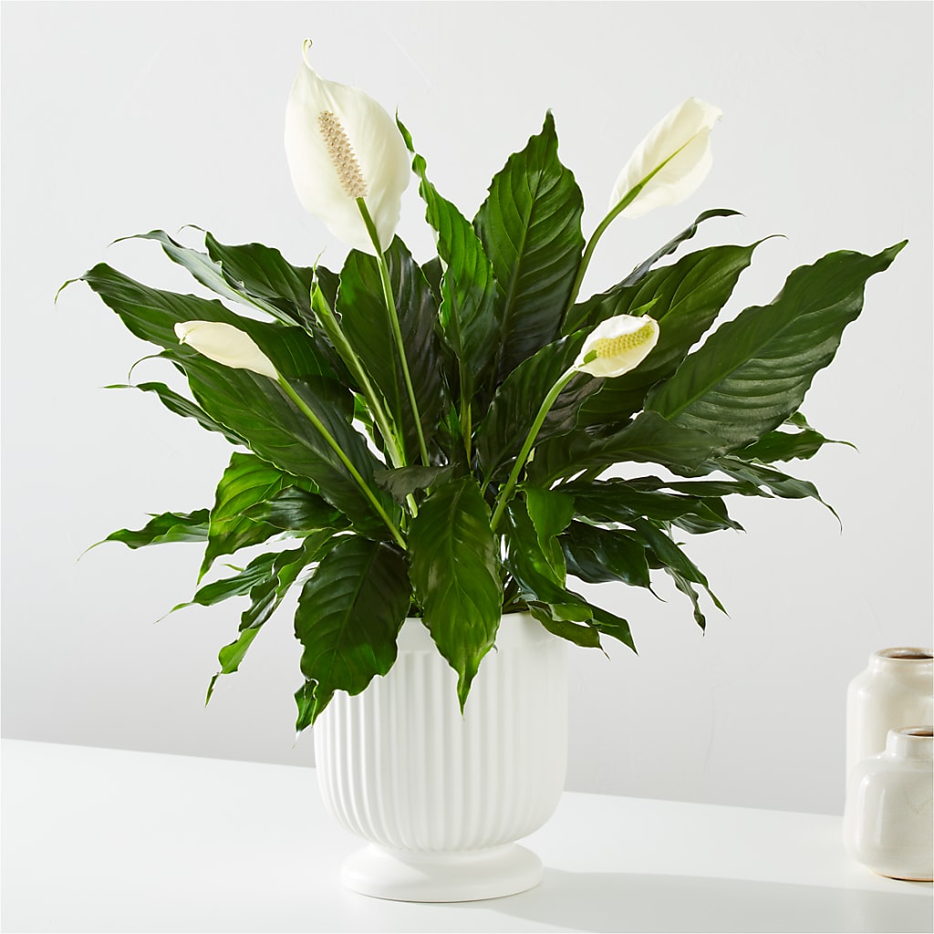 Comfort Planter – XINAI'S FLOWERS, Chowchilla CA