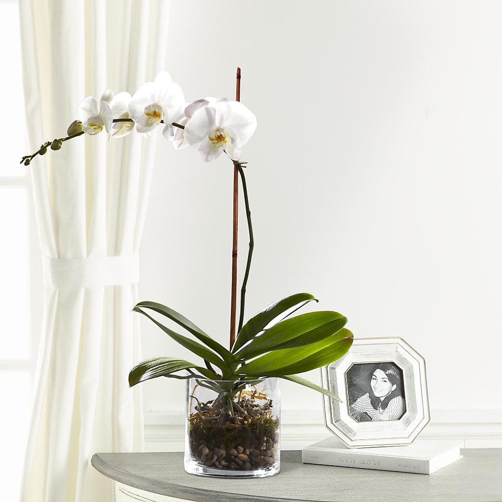 White Orchid Planter – XINAI'S FLOWERS, Chowchilla CA