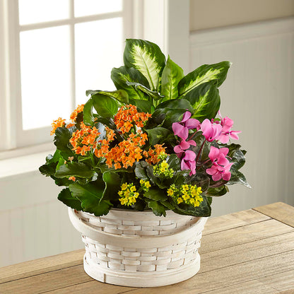 Color Crush Dishgarden – XINAI'S FLOWERS, Chowchilla CA