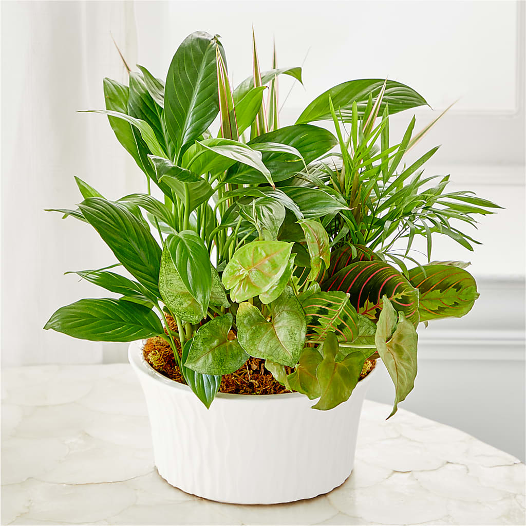 Balance & Harmony Dishgarden – XINAI'S FLOWERS, Chowchilla CA