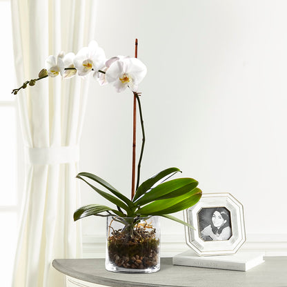 White Orchid Planter – XINAI'S FLOWERS, Chowchilla CA